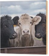 We Three Cows Wood Print