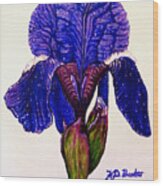 Weeping Iris Wood Print