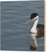 Western Grebe In Calm Waters Wood Print