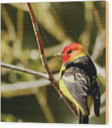 Western Tanager In The Rocky Mountains Of Colorado Wood Print