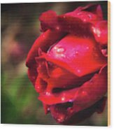 Wet Red Rose Wood Print