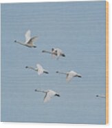 Whistling Swan In Flight Wood Print