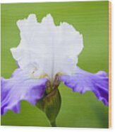 White And Blue Iris Wood Print