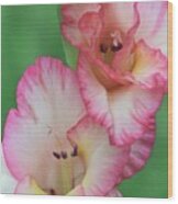 White And Pink Gladiola Wood Print