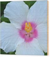 White And Pink Hibiscus Wood Print