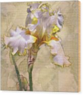 White And Yellow Iris Wood Print