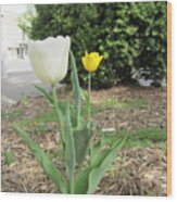White And Yellow Tulips Wood Print