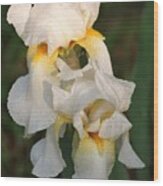 Two White Bearded Iris At Dusk Wood Print