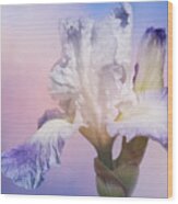 White Bearded Iris Wood Print