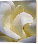 White Beauty Rose Wood Print