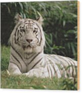 White Bengal Tiger Panthera Tigris Wood Print