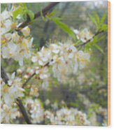 White Blossoms On Fruit Tree Wood Print