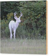 White Buck In Velvet 4 Wood Print