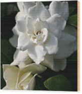White Bunny Gardenia Wood Print