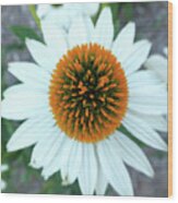 White Cone Flower Wood Print