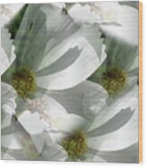 White Cosmos Petals Wood Print