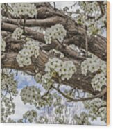 White Crabapple Blossoms Wood Print