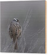 White-crowned Sparrow Wood Print