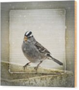 White Crowned Sparrow In Snow Frame Wood Print