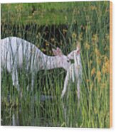 White Deer Wading In Water 3 Wood Print