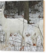 White Deer With Squash 4 Wood Print