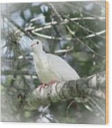 White Dove Messenger Wood Print