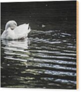 White Duck Wood Print