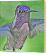 White Eared Hummingbird In Flight To Feeder Wood Print