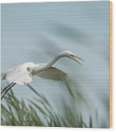 White Egret 2016-2 Wood Print