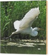 White Egret In Flight Wood Print