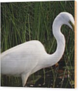 White Egret Fishing At Sunset Wood Print