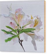 White Exbury Azalea Blooms Wood Print