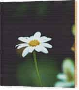 White Flower Wood Print