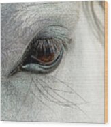 White Horse Eye Wood Print
