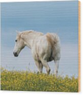 White Horse Of Cataloochee Ranch - May 30 2017 Wood Print