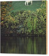 White Horse Reflected In Autumn Pond Wood Print