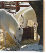 White Horses Feeding Wood Print