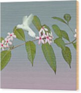 White Hummingbird And Kopsia Wood Print