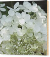 White Hydrangea I Wood Print