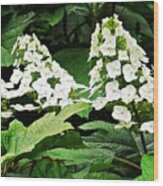 White Hydrangea Wood Print