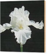 White Iris Wood Print