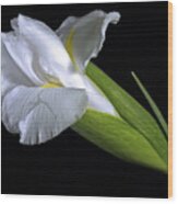 White Iris Ii Wood Print