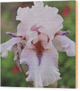 White Iris Wood Print