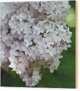 White Lilacs Wood Print