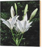 White Lilies, West Virginia Wood Print