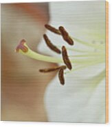 White Lily 2 Wood Print