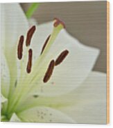White Lily 4 Wood Print