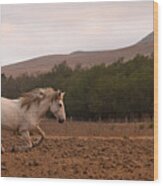 White Mare Gallops #1 - Panoramic Brighter Wood Print