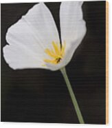White Mexican Gold Poppy Wood Print