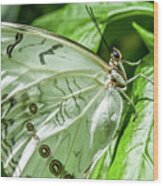 White Morpho Butterfly Wood Print